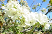 <strong>Malvaceae - Dombeya acutangula - Cav.</strong><br />© Sarrailh Jean-Michel / CIRAD