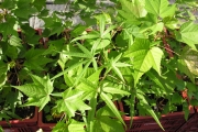 <strong>Malvaceae - Dombeya acutangula - Cav.</strong><br />© Sarrailh Jean-Michel / CIRAD