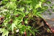 <strong>Malvaceae - Dombeya acutangula - Cav.</strong><br />© Sarrailh Jean-Michel / CIRAD