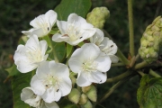 <strong>Malvaceae - Dombeya acutangula - Cav.</strong><br />© Sarrailh Jean-Michel / CIRAD