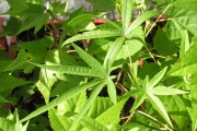 <strong>Malvaceae - Dombeya acutangula - Cav.</strong><br />© Sarrailh Jean-Michel / CIRAD
