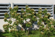 <strong>Malvaceae - Dombeya acutangula - Cav.</strong><br />© Sarrailh Jean-Michel / CIRAD