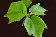 <strong>Malvaceae - Dombeya acutangula - Cav.</strong><br />© Sarrailh Jean-Michel / CIRAD