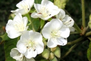 <strong>Malvaceae - Dombeya acutangula - Cav.</strong><br />© Sarrailh Jean-Michel / CIRAD