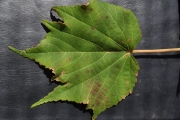 <strong>Malvaceae - Dombeya acutangula - Cav.</strong><br />© Sarrailh Jean-Michel / CIRAD