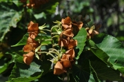 <strong>Malvaceae - Dombeya acutangula - Cav.</strong><br />© Sarrailh Jean-Michel / CIRAD