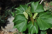 <strong>Malvaceae - Dombeya acutangula - Cav.</strong><br />© Sarrailh Jean-Michel / CIRAD