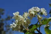 <strong>Malvaceae - Dombeya acutangula - Cav.</strong><br />© Sarrailh Jean-Michel / CIRAD