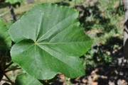 <strong>Malvaceae - Dombeya acutangula - Cav.</strong><br />© Sarrailh Jean-Michel / CIRAD