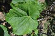 <strong>Malvaceae - Dombeya acutangula - Cav.</strong><br />© Sarrailh Jean-Michel / CIRAD