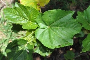 <strong>Malvaceae - Dombeya acutangula - Cav.</strong><br />© Sarrailh Jean-Michel / CIRAD