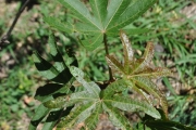 <strong>Malvaceae - Dombeya acutangula - Cav.</strong><br />© Sarrailh Jean-Michel / CIRAD