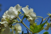 <strong>Malvaceae - Dombeya acutangula - Cav.</strong><br />© Sarrailh Jean-Michel / CIRAD