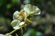 <strong>Malvaceae - Dombeya acutangula - Cav.</strong><br />© Sarrailh Jean-Michel / CIRAD