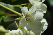 <strong>Malvaceae - Dombeya acutangula - Cav.</strong><br />© Sarrailh Jean-Michel / CIRAD