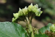 <strong>Malvaceae - Dombeya acutangula - Cav.</strong><br />© Sarrailh Jean-Michel / CIRAD