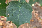 <strong>Malvaceae - Dombeya acutangula - Cav.</strong><br />© Sarrailh Jean-Michel / CIRAD