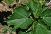 <strong>Malvaceae - Dombeya acutangula - Cav.</strong><br />© Sarrailh Jean-Michel / CIRAD