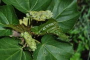 <strong>Malvaceae - Dombeya acutangula - Cav.</strong><br />© Sarrailh Jean-Michel / CIRAD