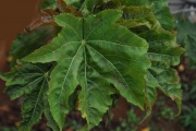 <strong>Malvaceae - Dombeya acutangula - Cav.</strong><br />© Sarrailh Jean-Michel / CIRAD