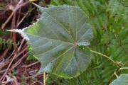 <strong>Malvaceae - Dombeya ciliata - Cordem.</strong><br />© Sarrailh Jean-Michel / CIRAD