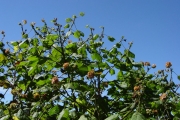 <strong>Malvaceae - Dombeya ciliata - Cordem.</strong><br />© Sarrailh Jean-Michel / CIRAD