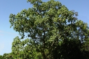 <strong>Malvaceae - Dombeya ciliata - Cordem.</strong><br />© Sarrailh Jean-Michel / CIRAD