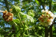 <strong>Malvaceae - Dombeya ciliata - Cordem.</strong><br />© Sarrailh Jean-Michel / CIRAD