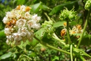 <strong>Malvaceae - Dombeya ciliata - Cordem.</strong><br />© Sarrailh Jean-Michel / CIRAD