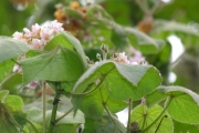 <strong>Malvaceae - Dombeya ciliata - Cordem.</strong><br />© Sarrailh Jean-Michel / CIRAD