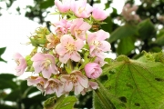 <strong>Malvaceae - Dombeya ciliata - Cordem.</strong><br />© Sarrailh Jean-Michel / CIRAD