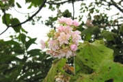 <strong>Malvaceae - Dombeya ciliata - Cordem.</strong><br />© Sarrailh Jean-Michel / CIRAD