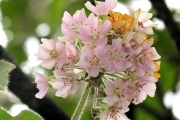 <strong>Malvaceae - Dombeya ciliata - Cordem.</strong><br />© Sarrailh Jean-Michel / CIRAD