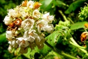 <strong>Malvaceae - Dombeya ciliata - Cordem.</strong><br />© Sarrailh Jean-Michel / CIRAD