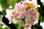 <strong>Malvaceae - Dombeya ciliata - Cordem.</strong><br />© Sarrailh Jean-Michel / CIRAD