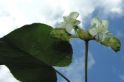 <strong>Malvaceae - Dombeya delislei - Arènes</strong><br />© Sarrailh Jean-Michel / CIRAD