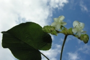 <strong>Malvaceae - Dombeya delislei - Arènes</strong><br />© Sarrailh Jean-Michel / CIRAD
