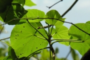 <strong>Malvaceae - Dombeya delislei - Arènes</strong><br />© Sarrailh Jean-Michel / CIRAD