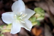 <strong>Malvaceae - Dombeya delislei - Arènes</strong><br />© Madaule Tiana