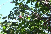 <strong>Malvaceae - Dombeya elegans - Cordem.</strong><br />© Perroud Annaïg