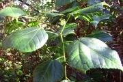 <strong>Malvaceae - Dombeya elegans - Cordem.</strong><br />© Perroud Annaïg