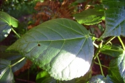 <strong>Malvaceae - Dombeya elegans - Cordem.</strong><br />© Perroud Annaïg