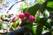 <strong>Malvaceae - Dombeya elegans - Cordem.</strong><br />© Perroud Annaïg