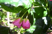 <strong>Malvaceae - Dombeya elegans - Cordem.</strong><br />© Perroud Annaïg