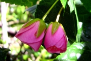 <strong>Malvaceae - Dombeya elegans - Cordem.</strong><br />© Perroud Annaïg