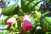 <strong>Malvaceae - Dombeya elegans - Cordem.</strong><br />© Perroud Annaïg