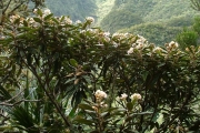 <strong>Malvaceae - Dombeya ferruginea - Cav.</strong><br />© Baret Stéphane