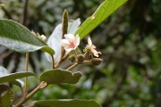 <strong>Malvaceae - Dombeya ferruginea - Cav.</strong><br />© Baret Stéphane
