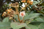 <strong>Malvaceae - Dombeya ferruginea - Cav.</strong><br />© Baret Stéphane