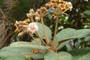 <strong>Malvaceae - Dombeya ferruginea - Cav.</strong><br />© Baret Stéphane